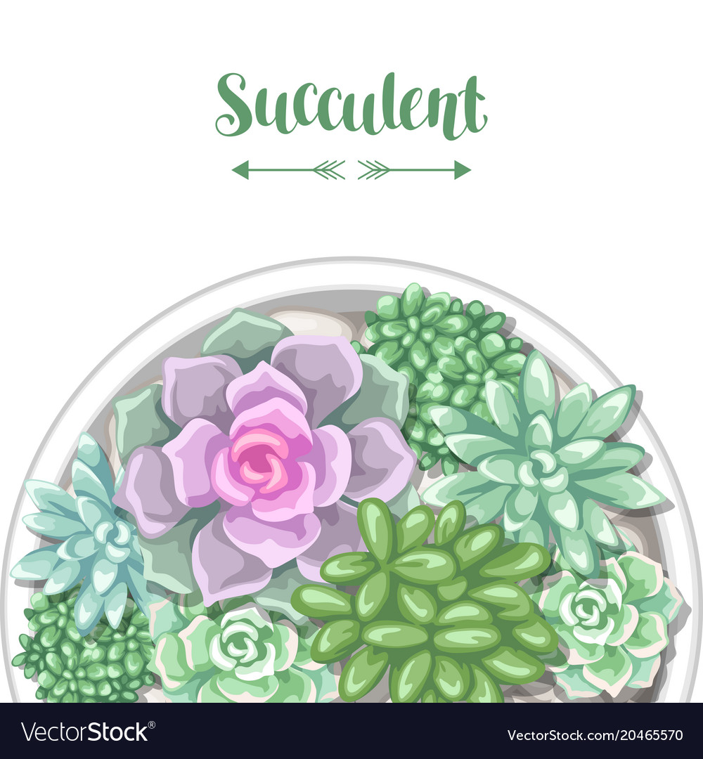 Card with various succulents in pot echeveria