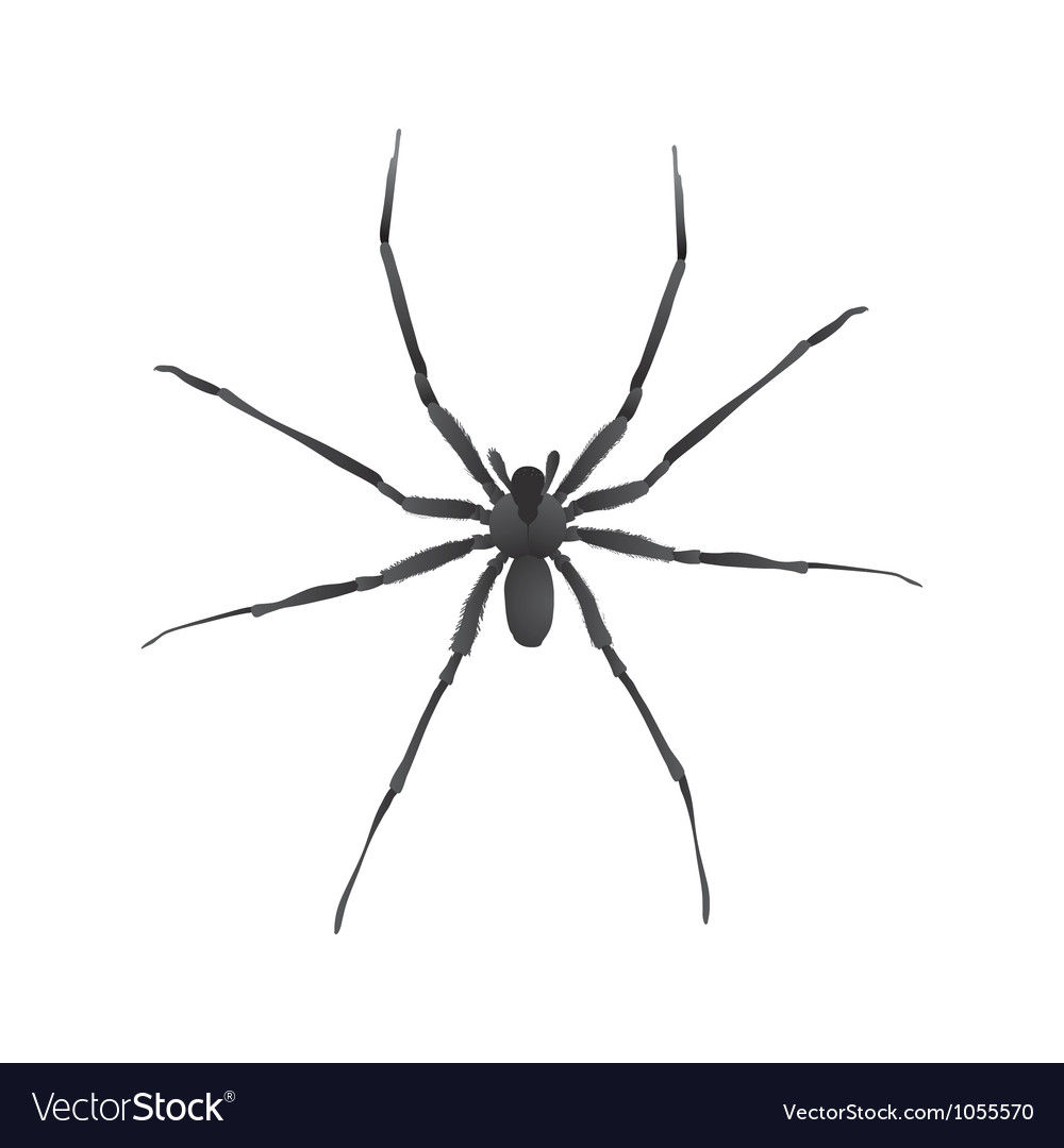 Spider web Royalty Free Vector Image - VectorStock