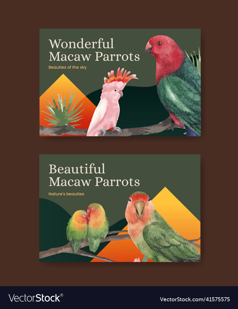 Facebook template with macaw parrot bird