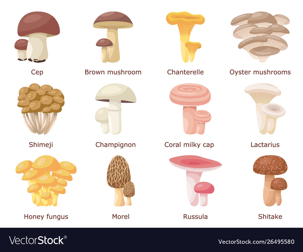 Set a variety different edible mushrooms Vector Image