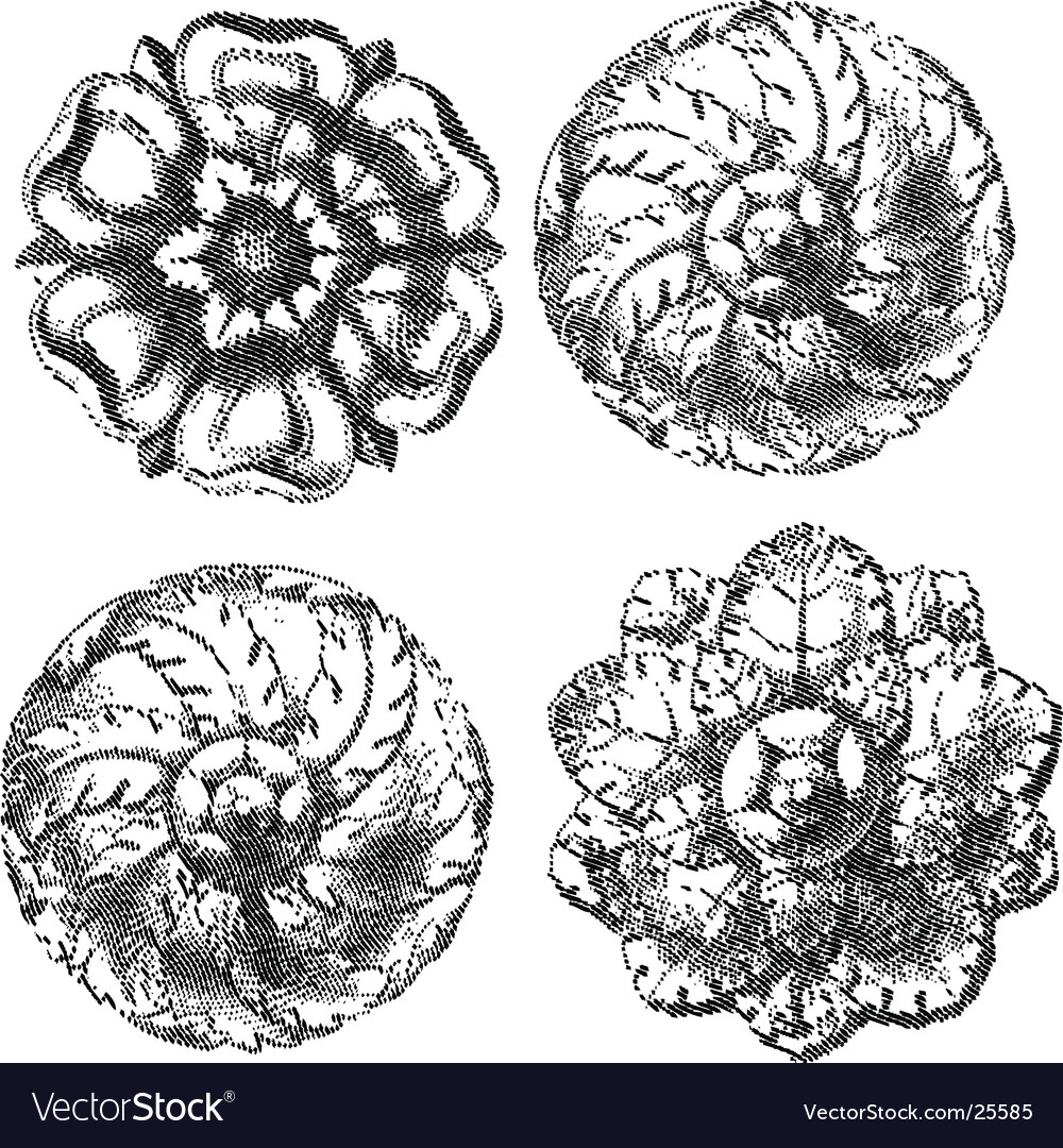 engraved circle ornaments royalty free vector image