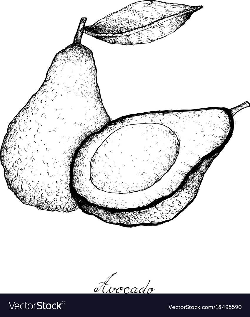 Авокадо рисунок для срисовки