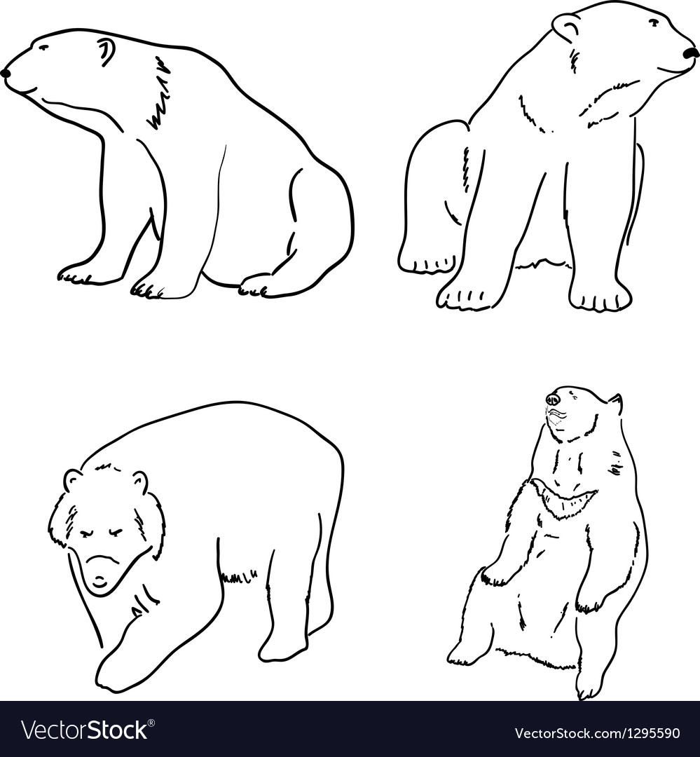 Set drawings grizzly bears and white white Vector Image