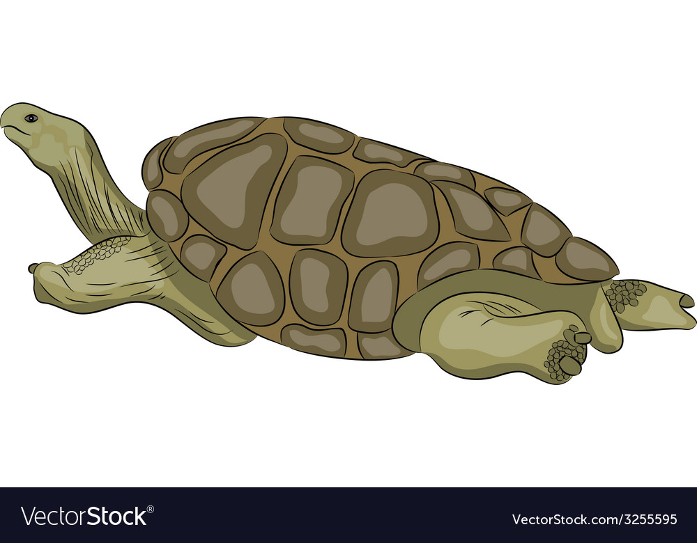 Turtle Royalty Free Vector Image - VectorStock