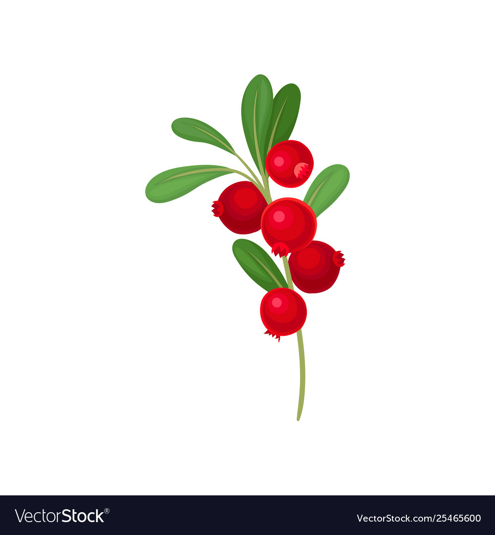 Red wild rose on white Royalty Free Vector Image