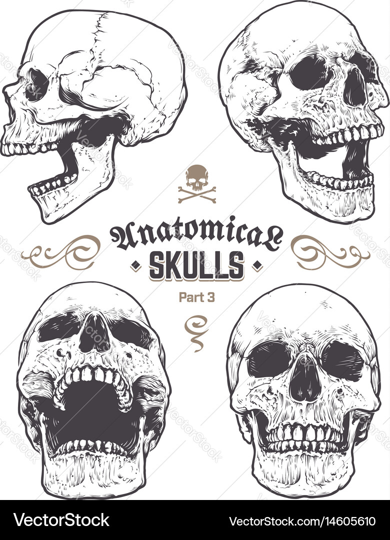 Anatomical skulls set Royalty Free Vector Image