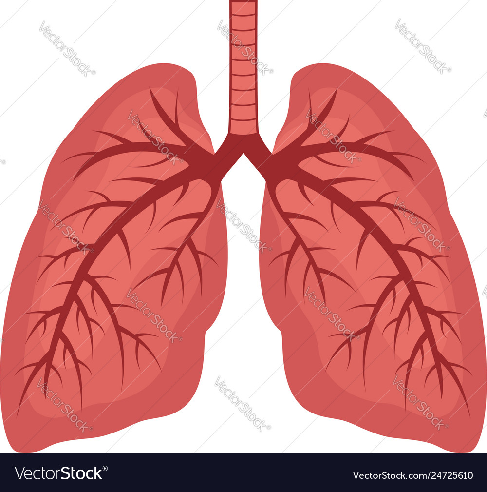 Human lungs flat icon Royalty Free Vector Image