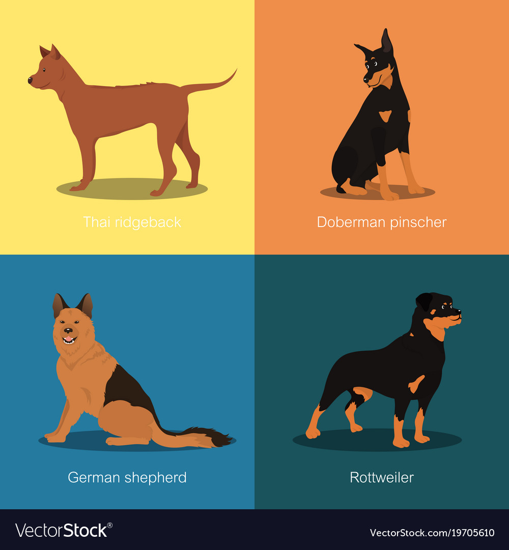 Set dogs different breed Royalty Free Vector Image