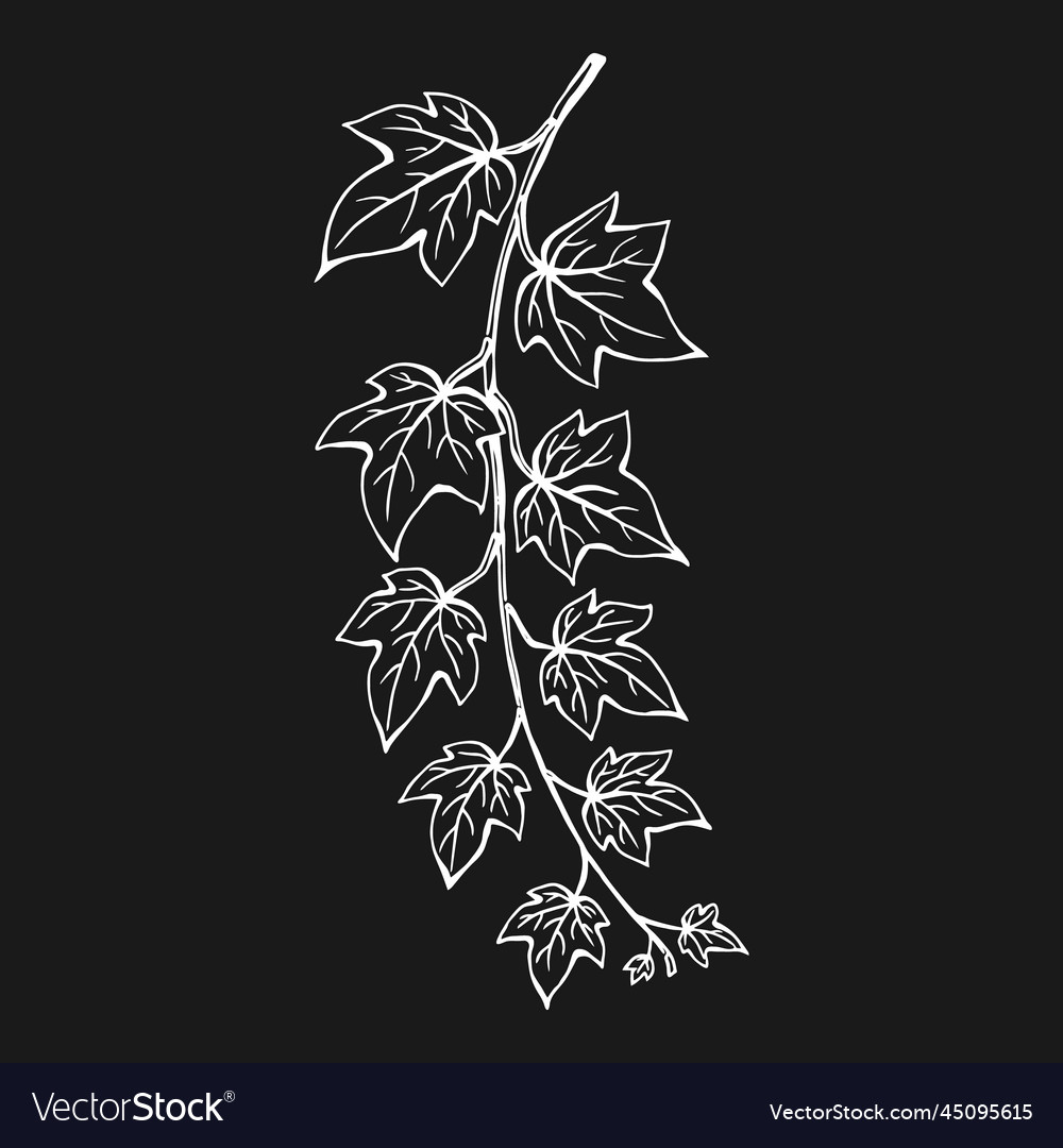 Ivy leaves hand drawn converted Royalty Free Vector Image