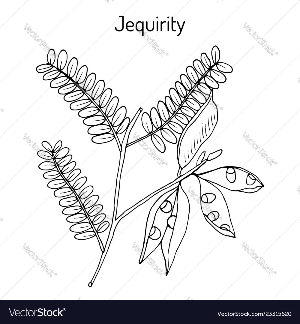 Jequirity abrus precatorius medicinal plant vector image Jequirity abrus precatorius medicinal plant