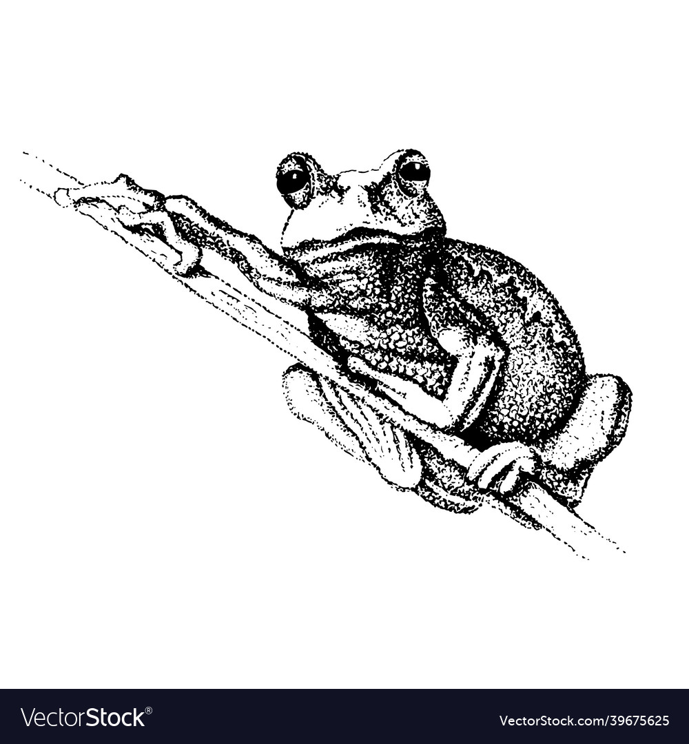 Frog on the branch