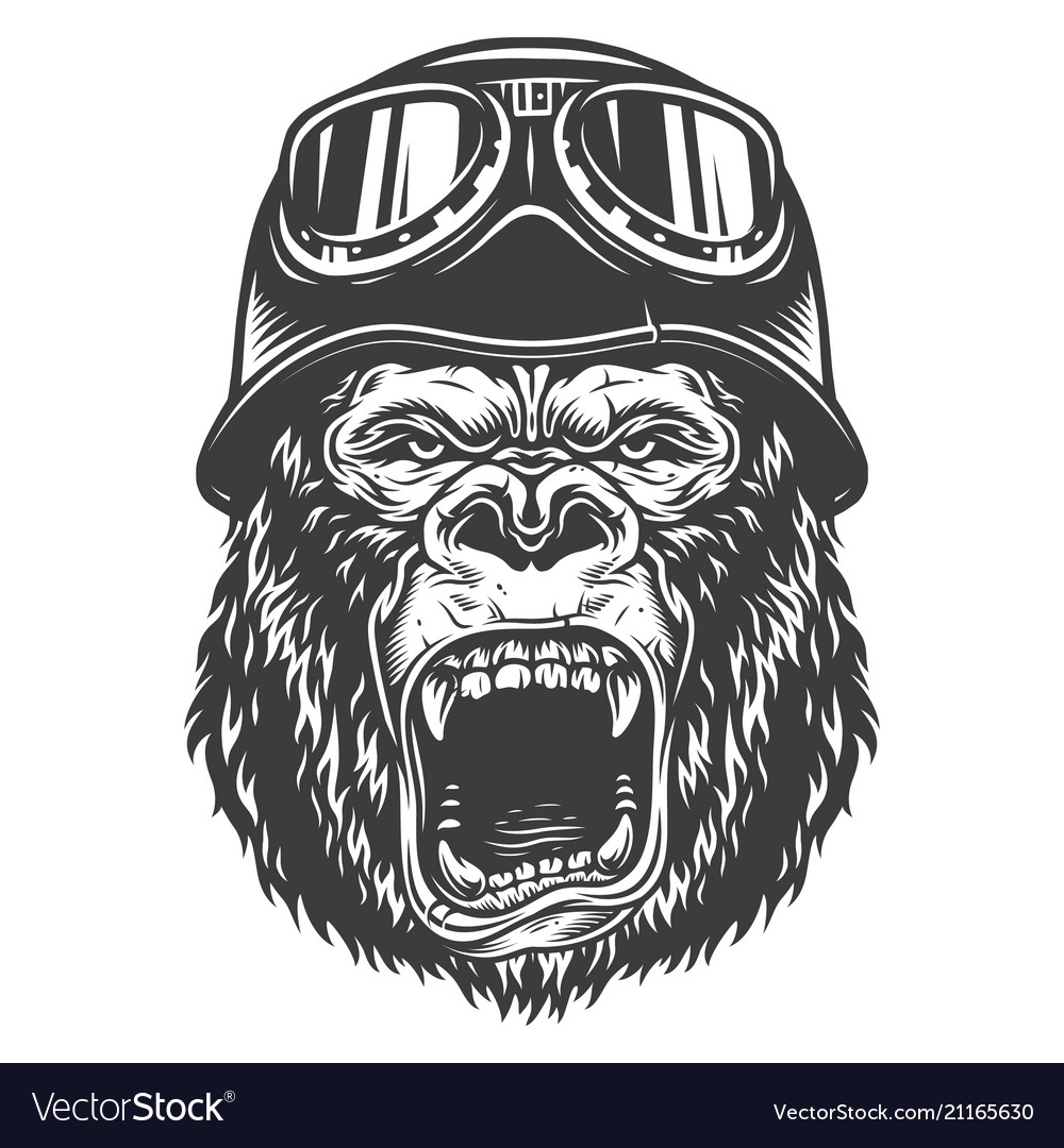 Head gorilla Royalty Free Vector Image - VectorStock