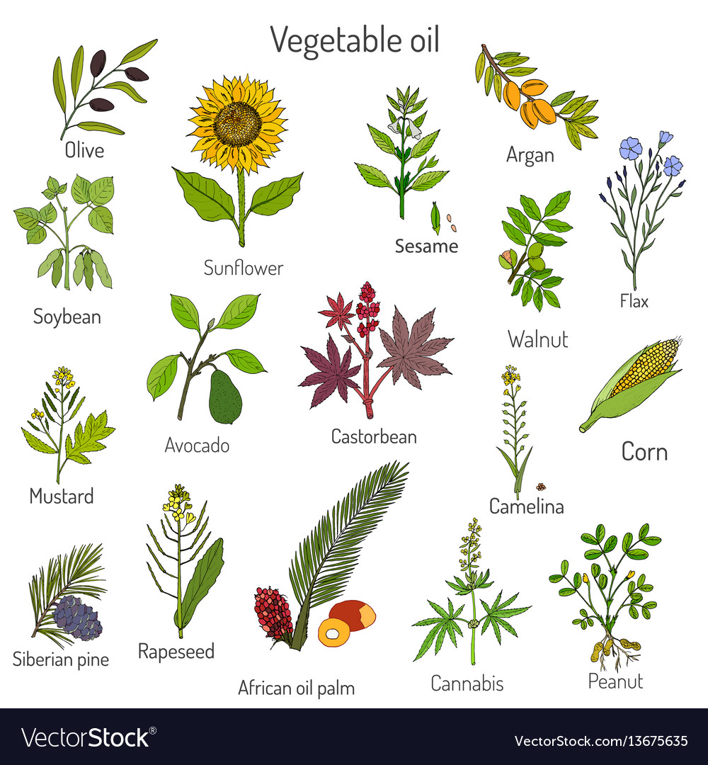 Collection different oil plants Royalty Free Vector Image