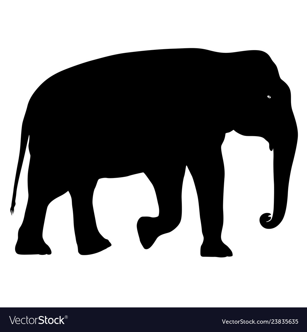 Silhouette large african elephant on a white