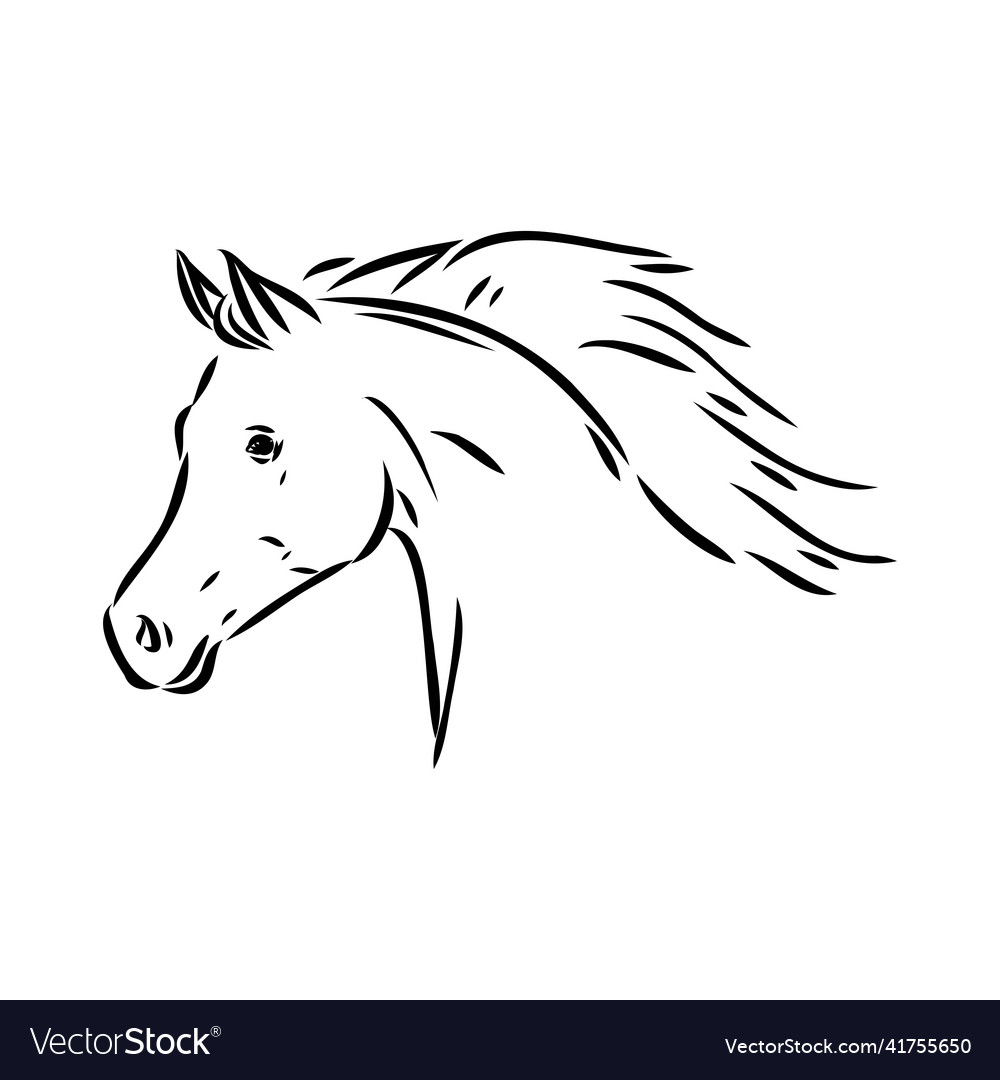 Arabian Horse Sketch - Pen & Ink