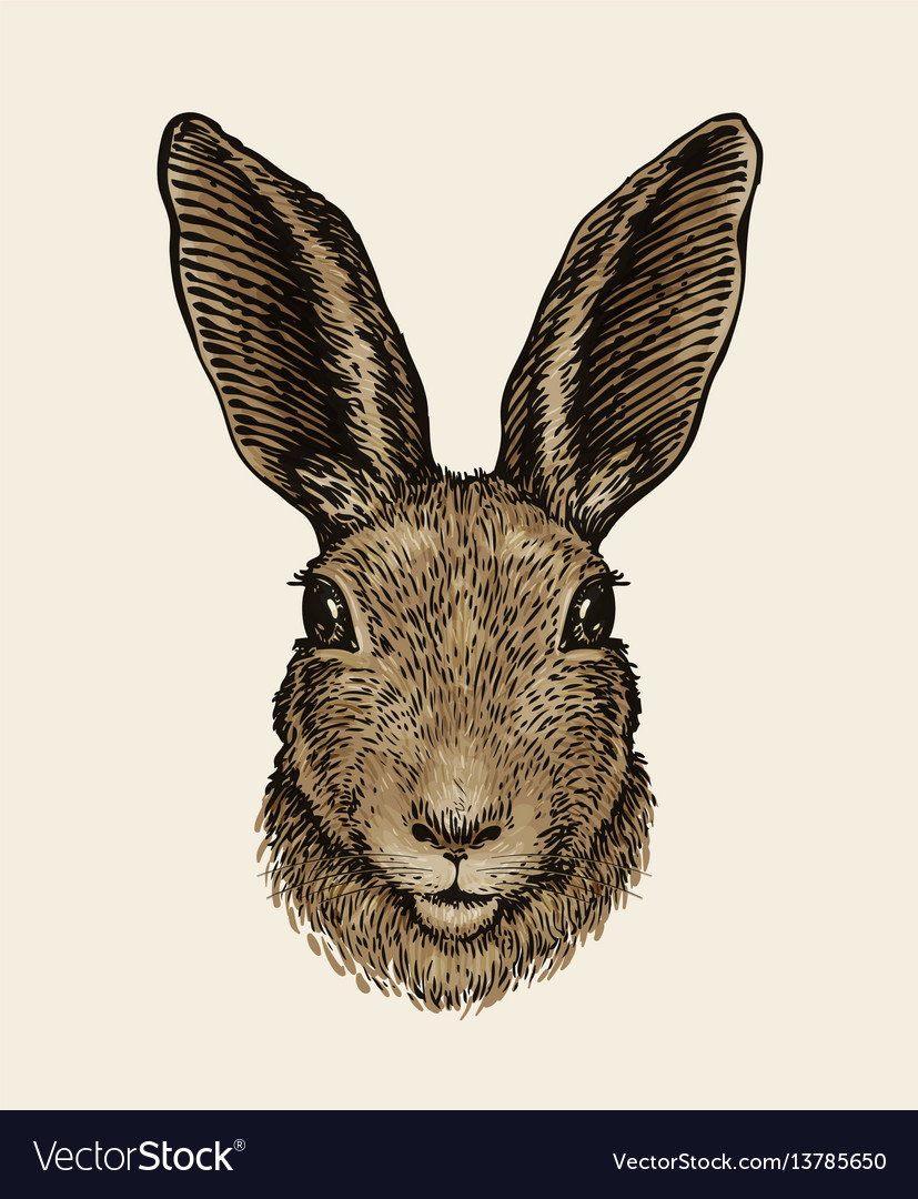 Download Easter bunny portrait of hare sketch vintage Vector Image