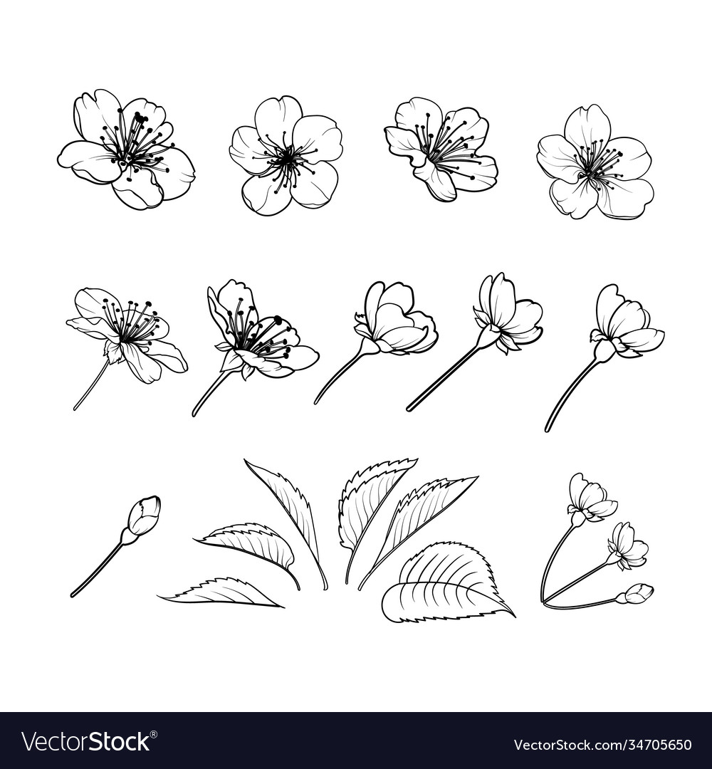 Hand drawn design elements sakura flowers Vector Image