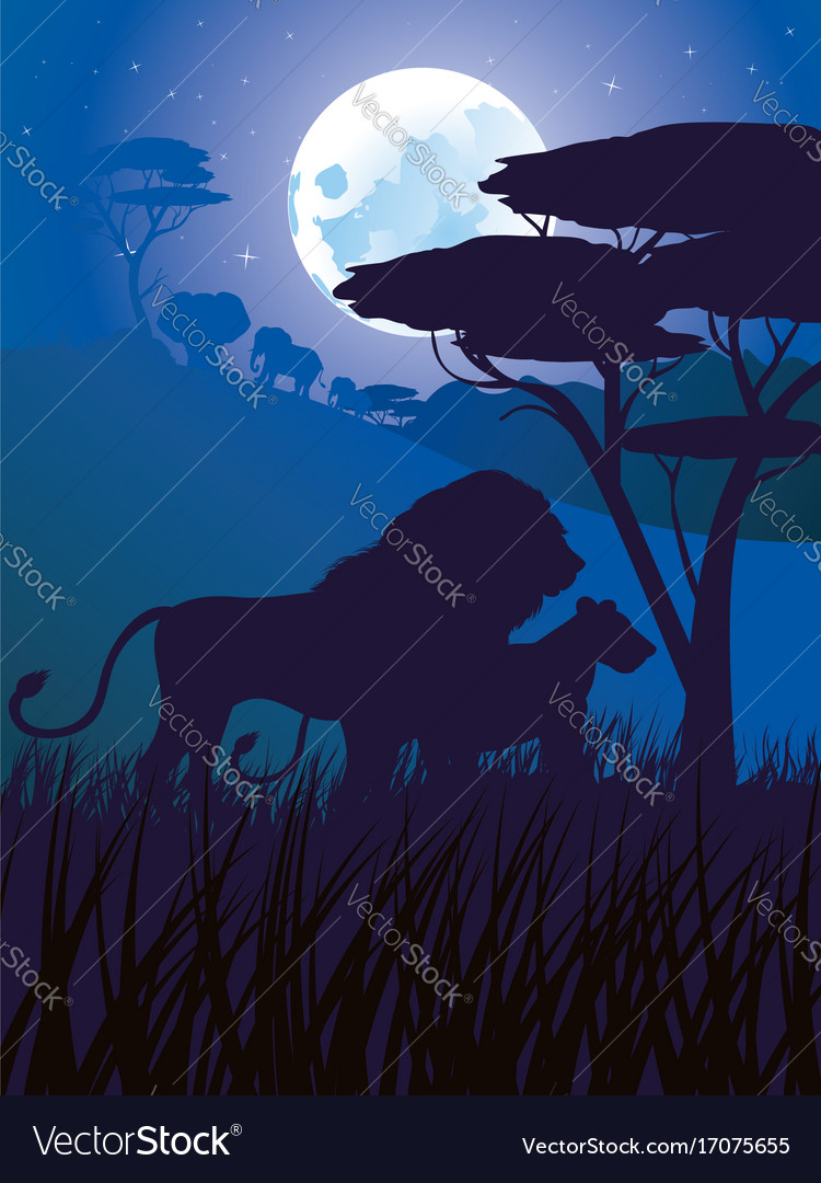 African night with lion