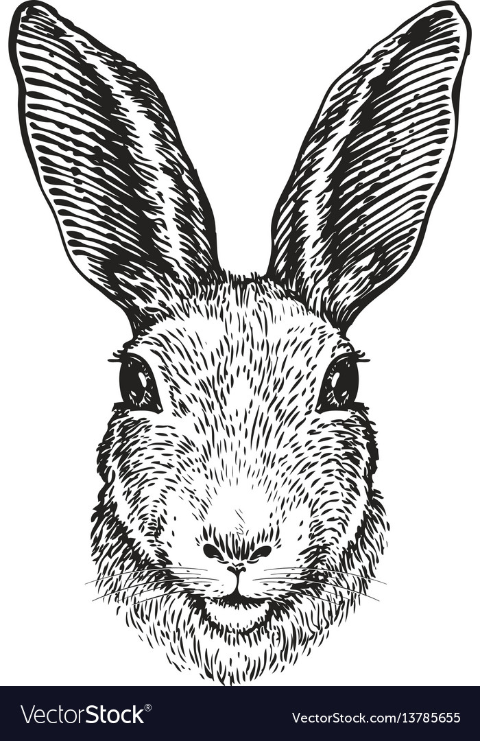 Hand-drawn portrait of rabbit easter bunny Vector Image