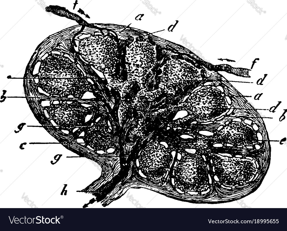 Lymphatic gland of a horse vintage