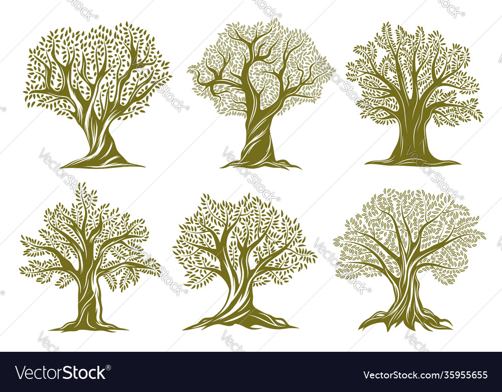 Tree Symbolism & Meanings for All 56 Species (Willow, Oak, Olive