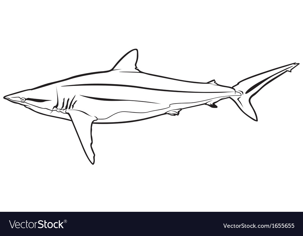 Shark Royalty Free Vector Image - VectorStock