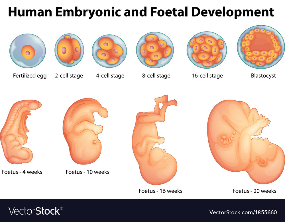 Stages In Human Embryonic Development Royalty Free Vector 7534