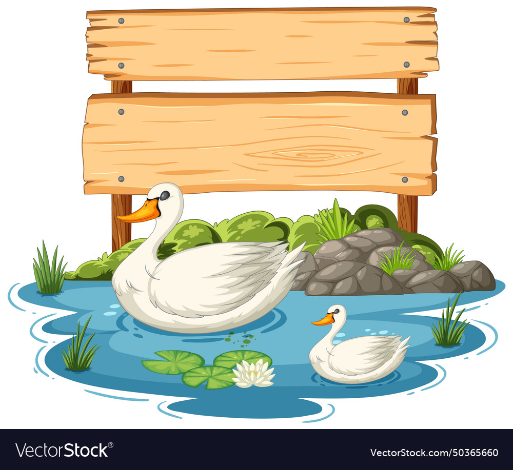 Two swans swimming near a blank wooden sign Vector Image