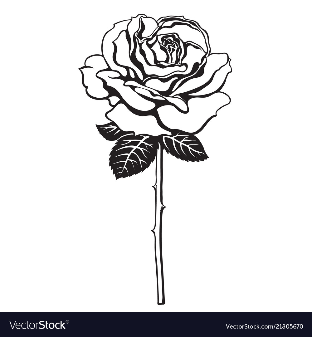 Black and white rose flower with leaves and stem Vector Image