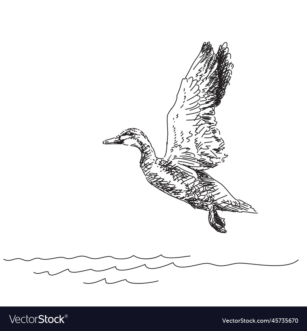 Sketch of duck flying over water Royalty Free Vector Image