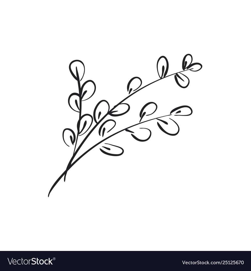 Willow catkins branch hand drawn Royalty Free Vector Image