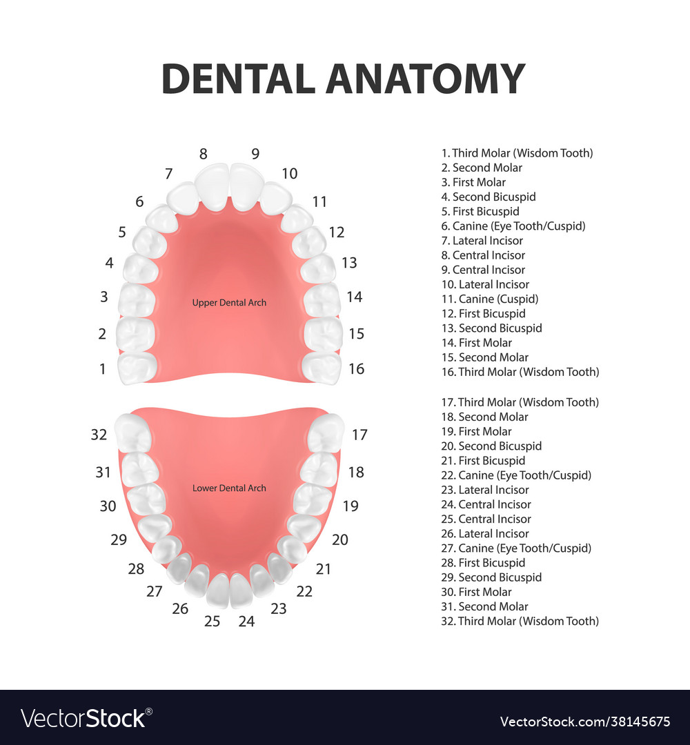 3d realistic teeth upper lower adult jaw Vector Image