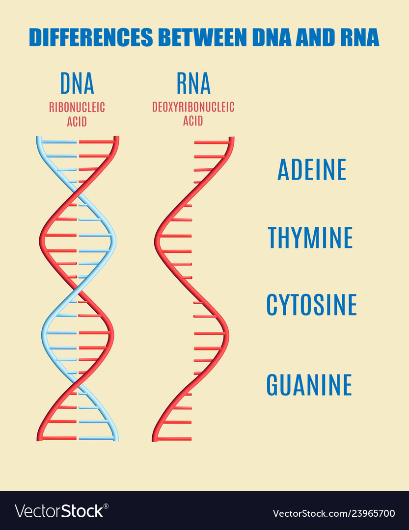 Dna molecule helix spiral genetic code