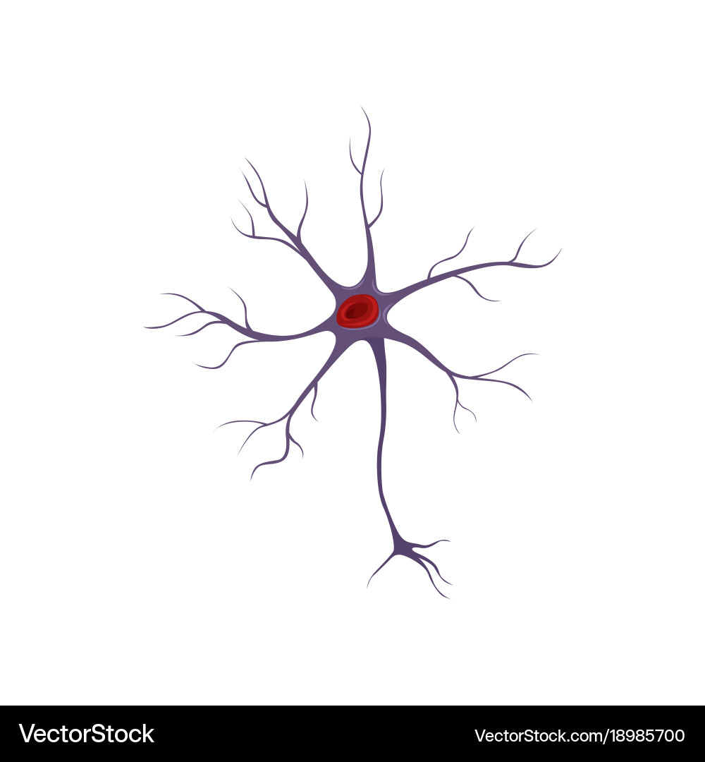 Structure neuron nerve cell anatomy and Royalty Free Vector