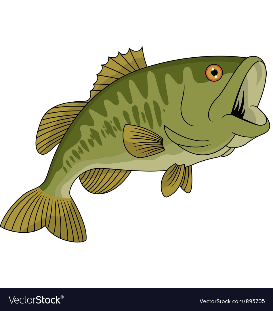 Download Bass fish Royalty Free Vector Image - VectorStock