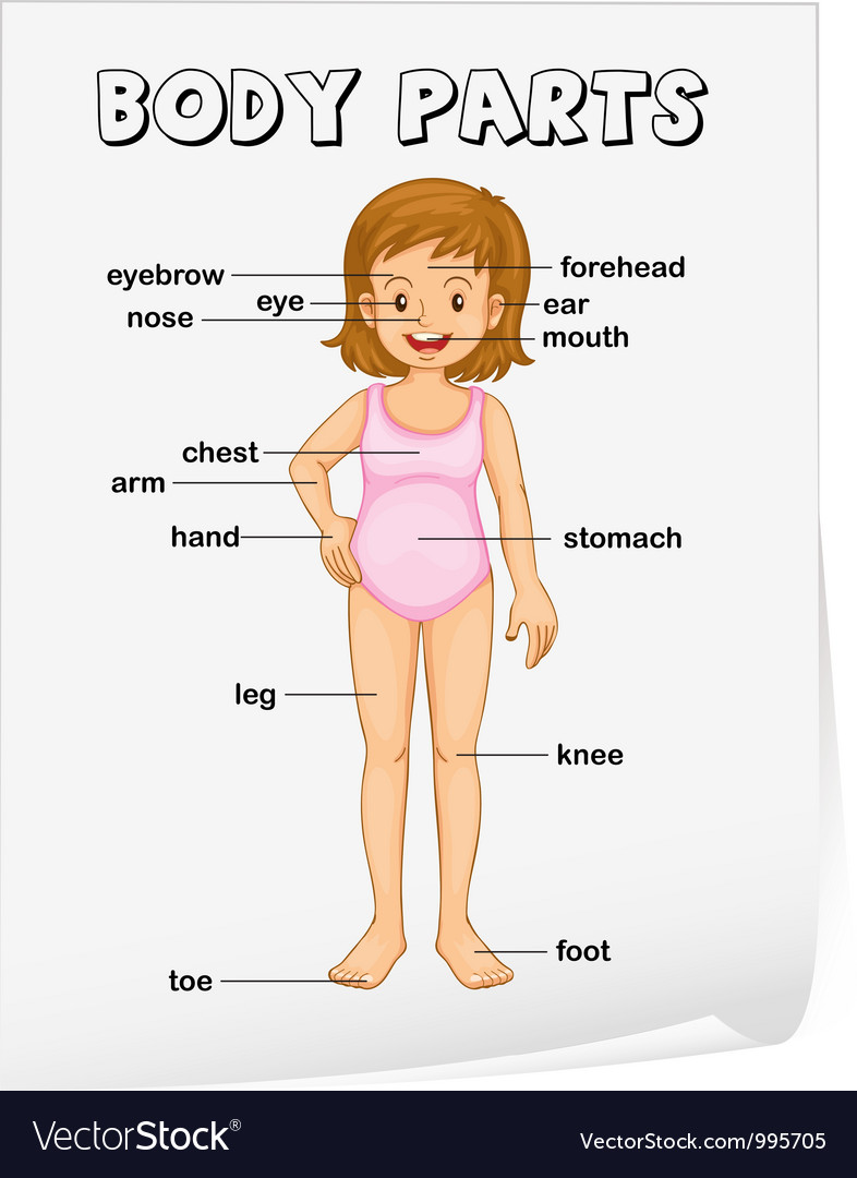 Body parts diagram poster Royalty Free Vector Image