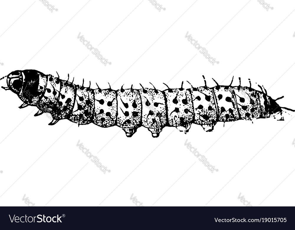 Larva a leopard moth vintage Royalty Free Vector Image