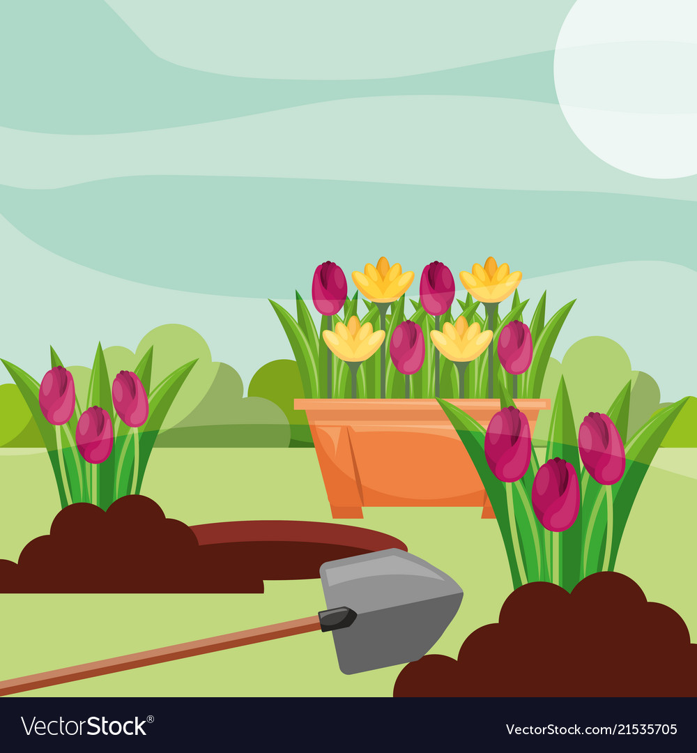 Potted tulips planting flowers shovel gardening