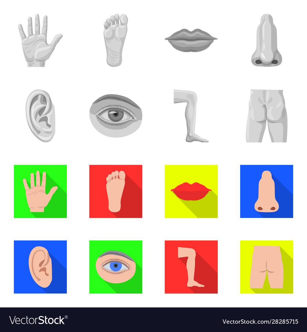 Isolated object human and part symbol set vector image Isolated object human and part symbol set