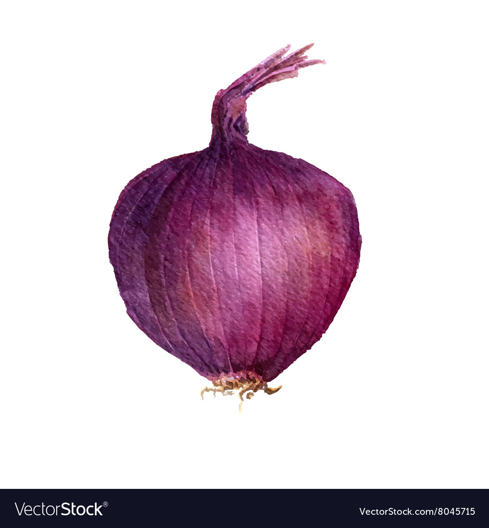 18,817 Purple Shallot Images, Stock Photos, 3D objects, & Vectors