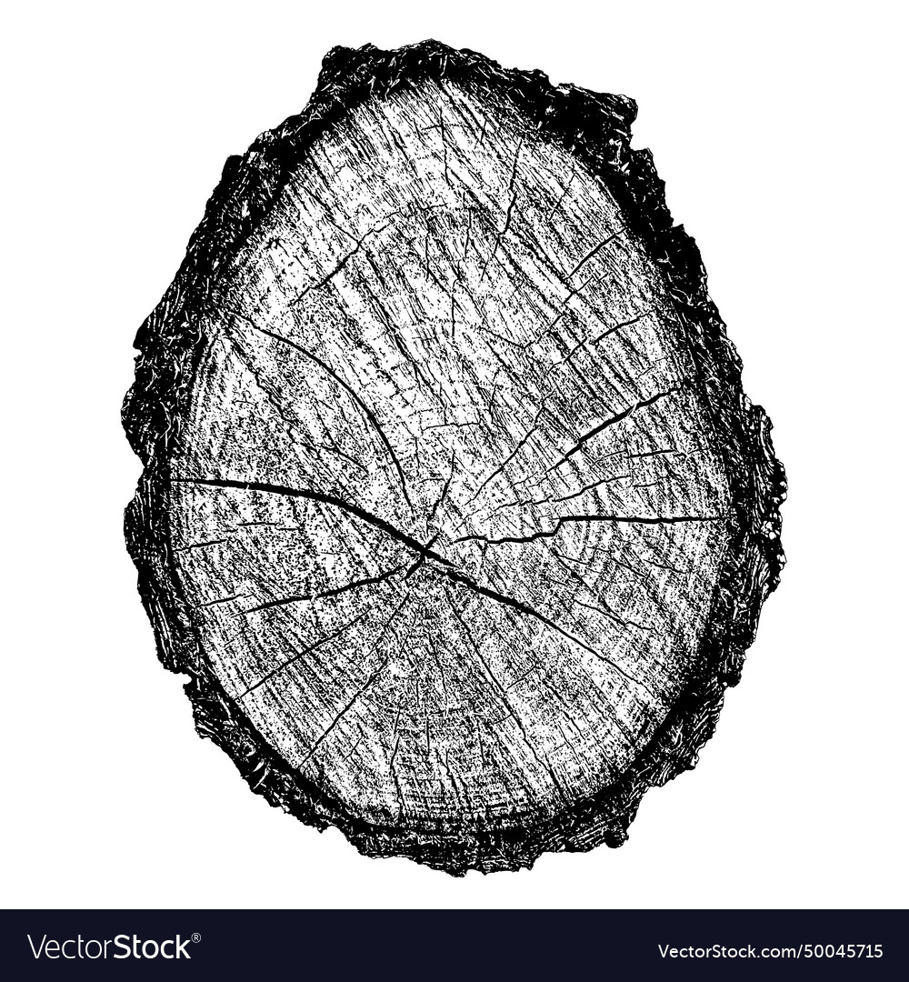 Wood texture cross section of tree rings Vector Image