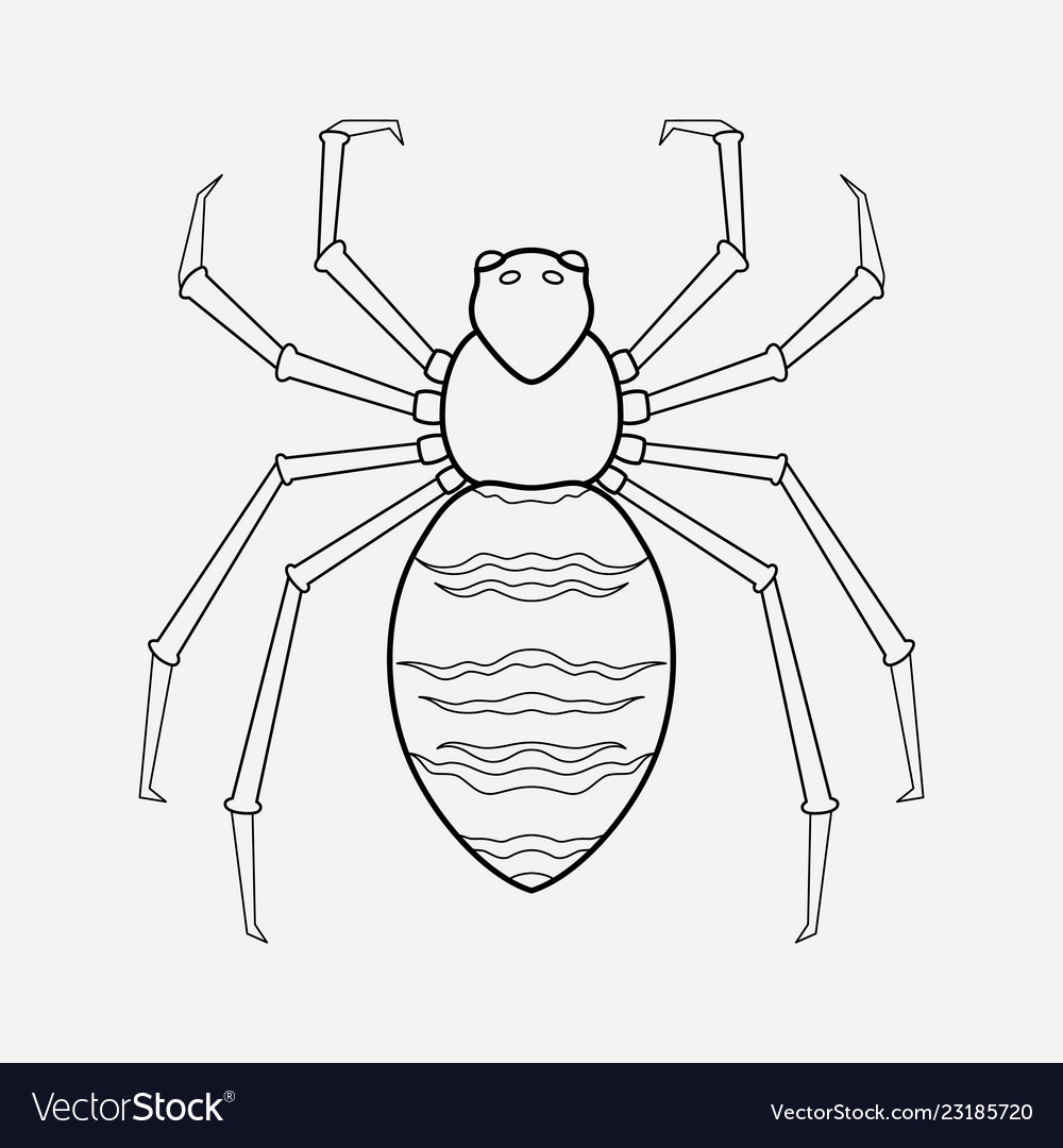 Spider icon line element Vector Image Spider icon line element