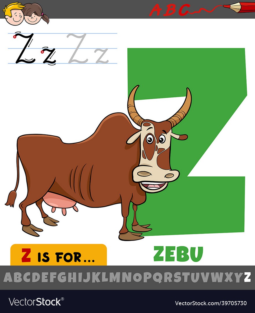 Letter z from alphabet with cartoon zebu animal Vector Image