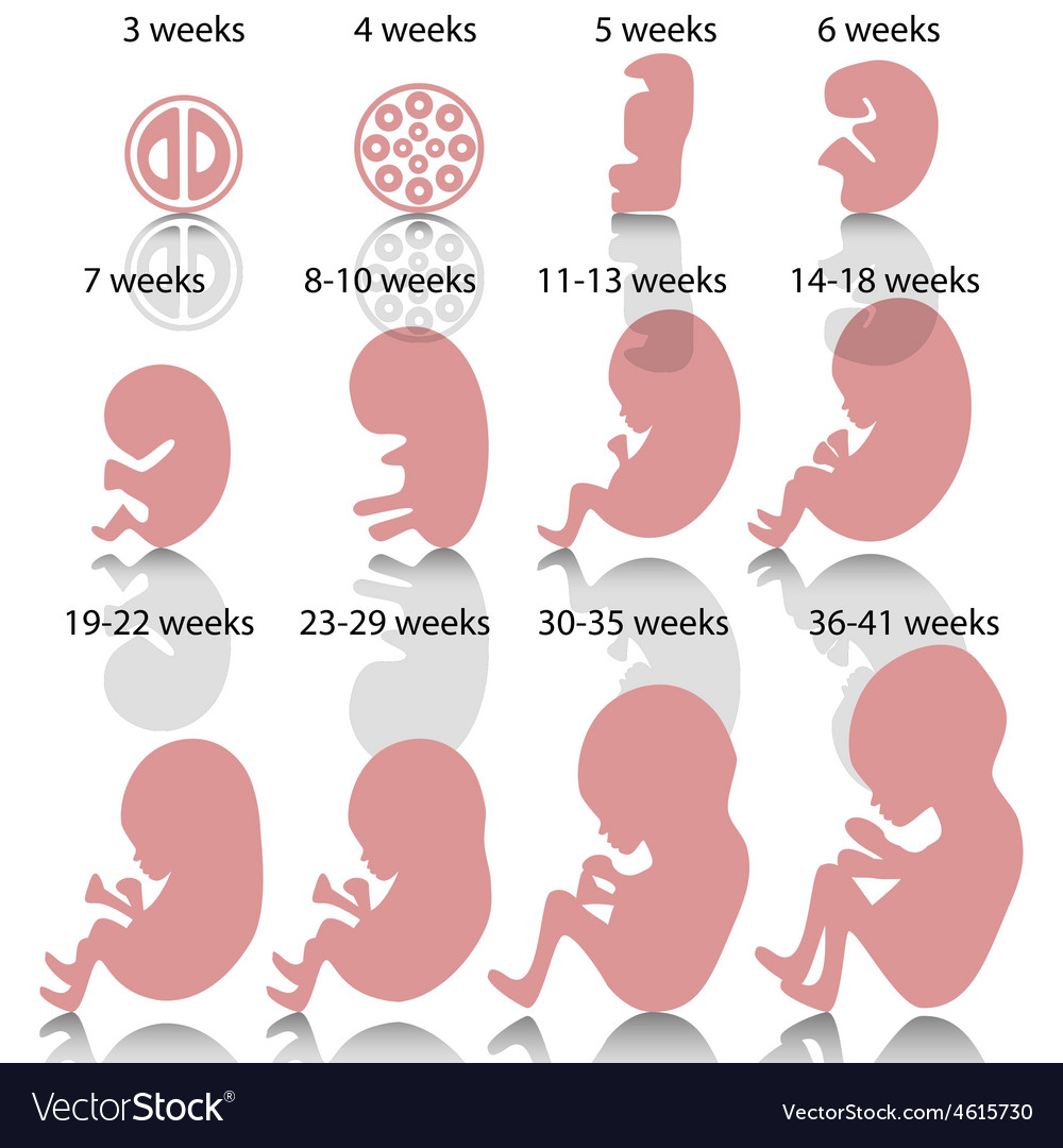 Stages Of Pregnancy Diagram 