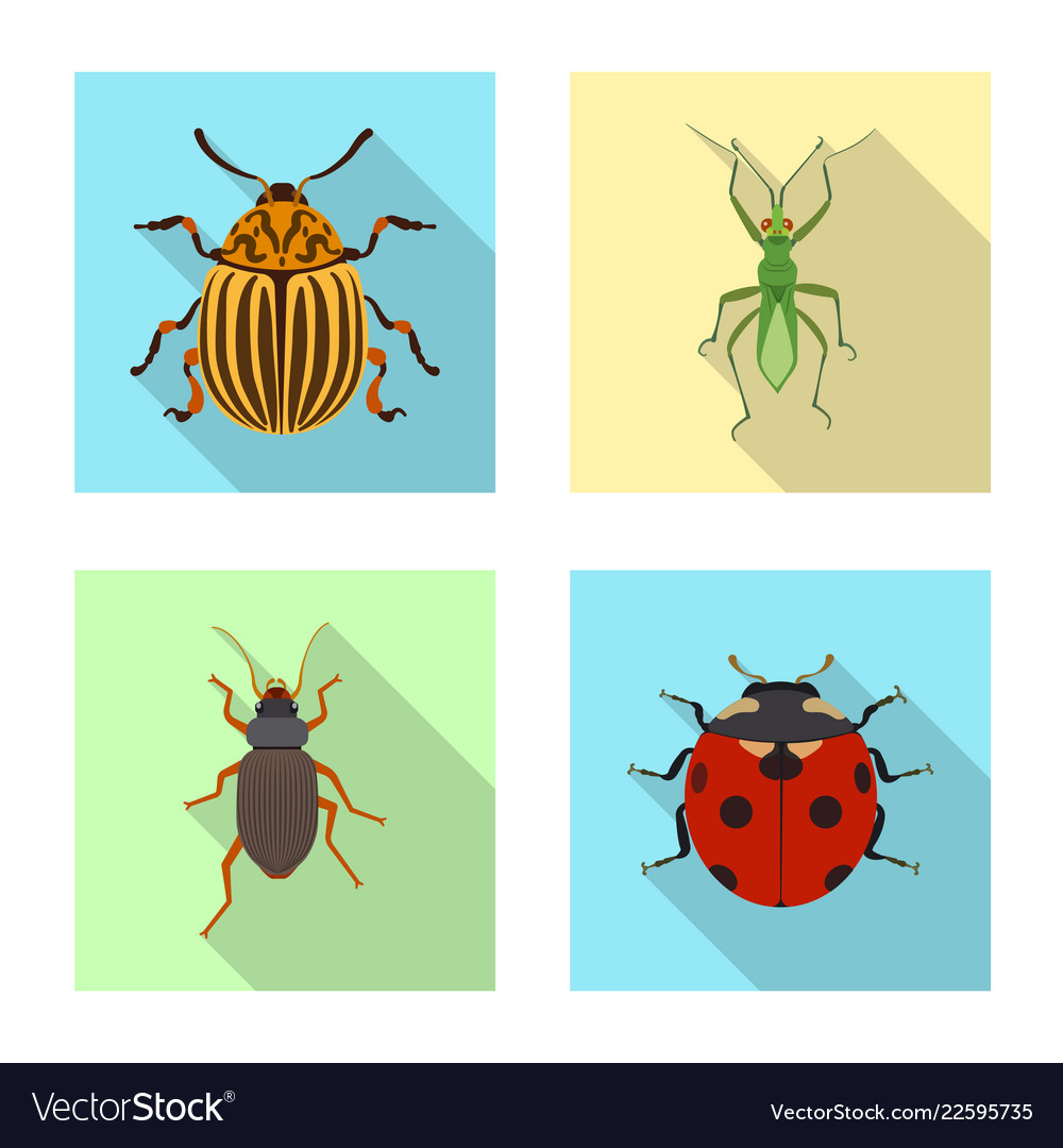 Isolated object of insect and fly icon collection vector image Isolated object of insect and fly icon collection