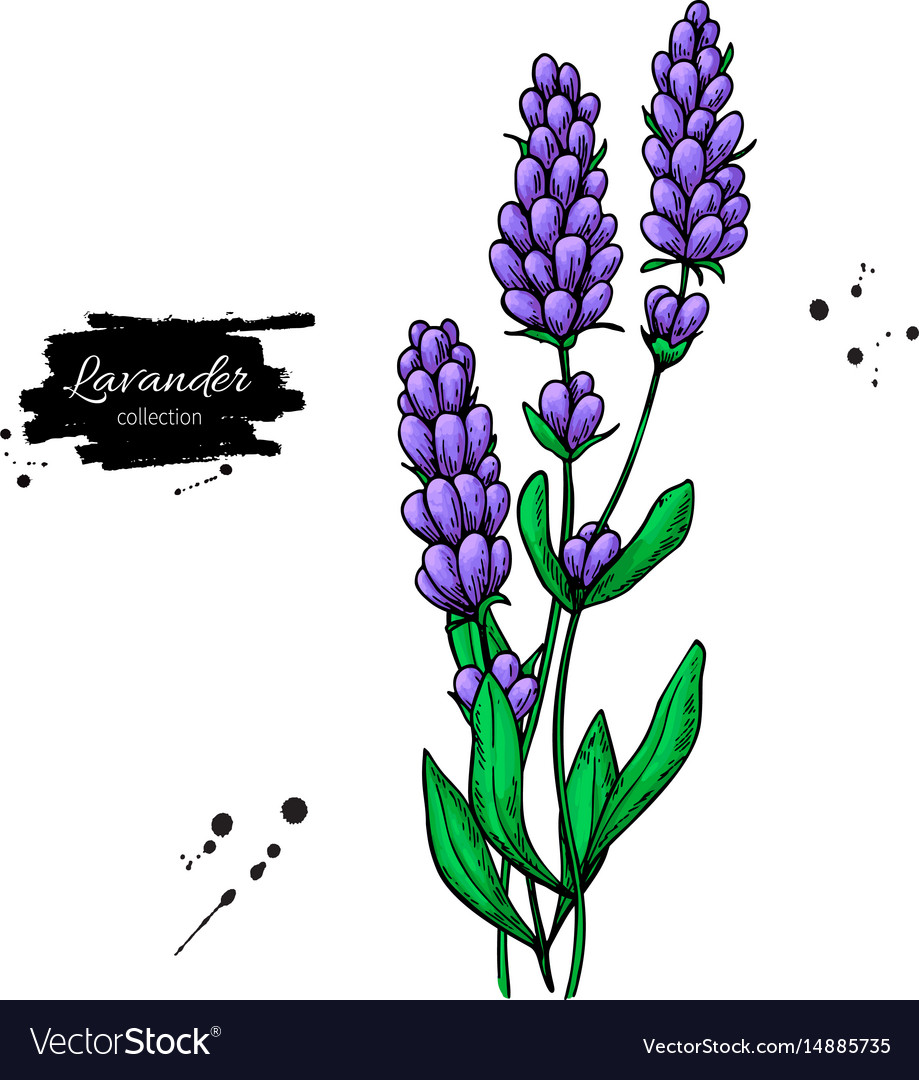 Lavender drawing set isolated wild flower Vector Image