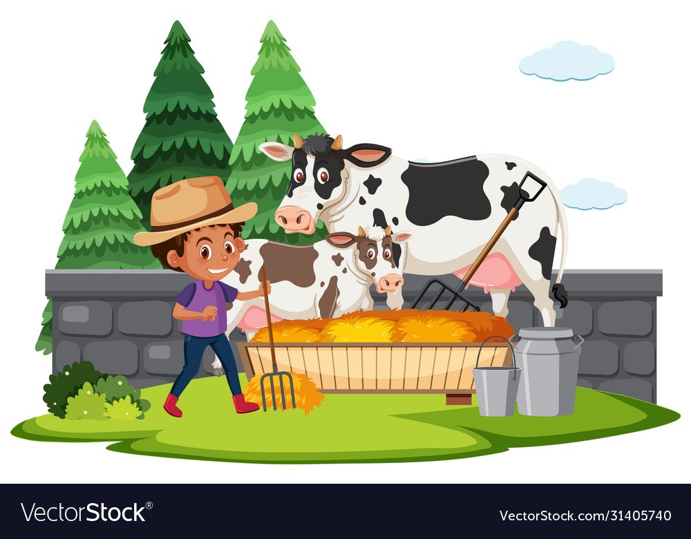 Farm scene with boy feeding cow hay