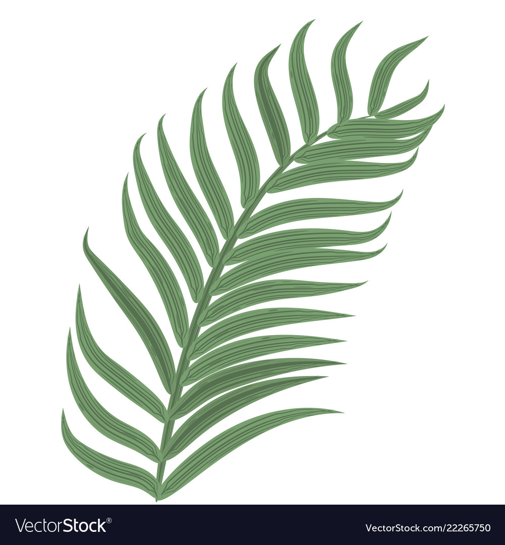 Single tropical palm leaf hand drawn Royalty Free Vector