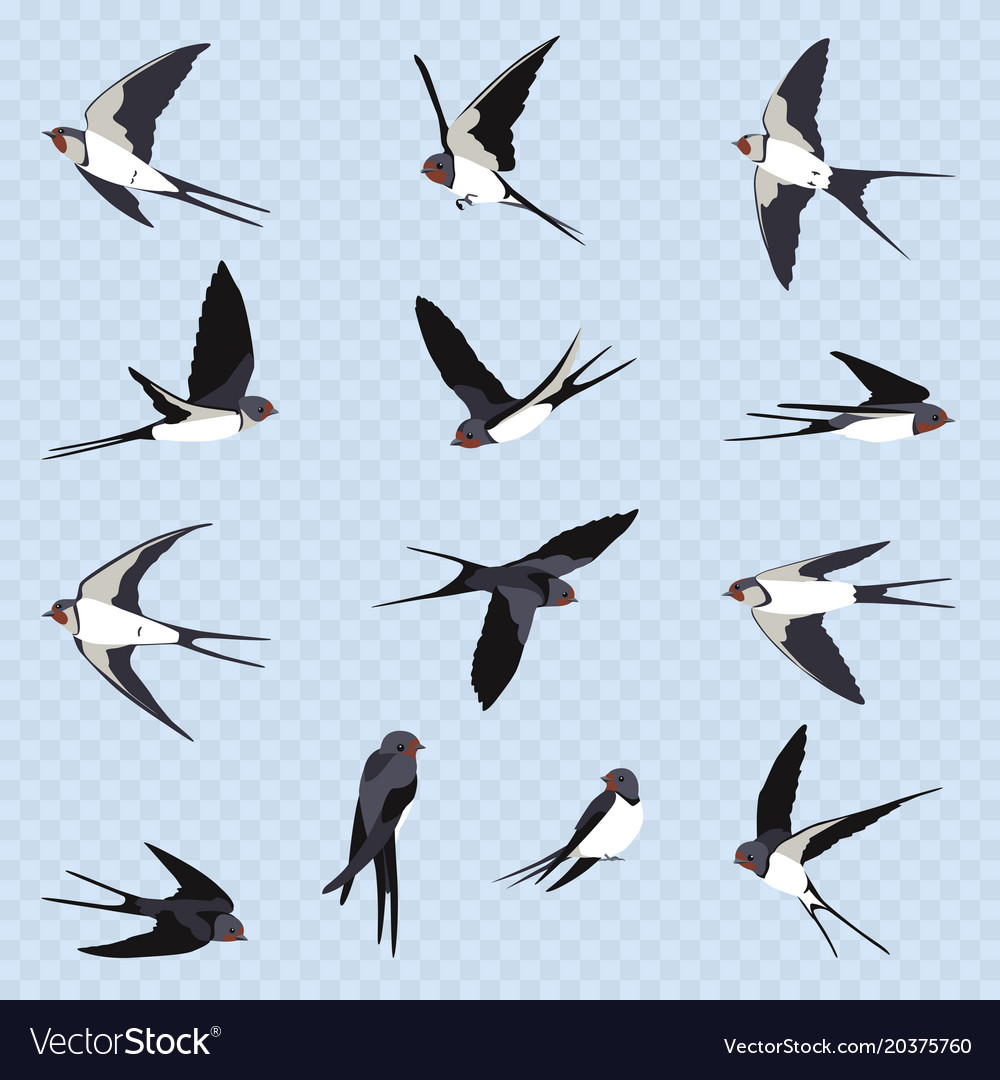 Set of many simple swallows