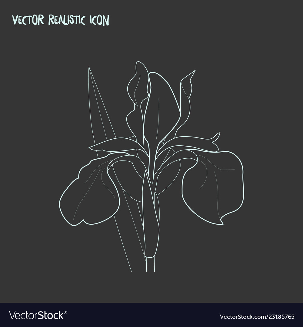 Iris icon line element vector image Iris icon line element